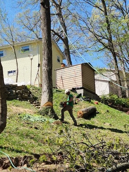 Completed tree project by Alchemy Tree